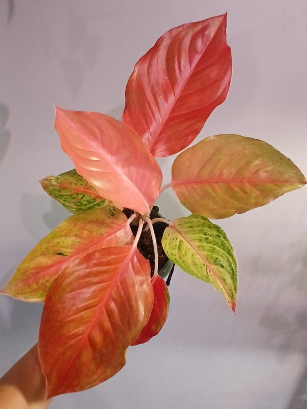 Aglaonema Strawberry